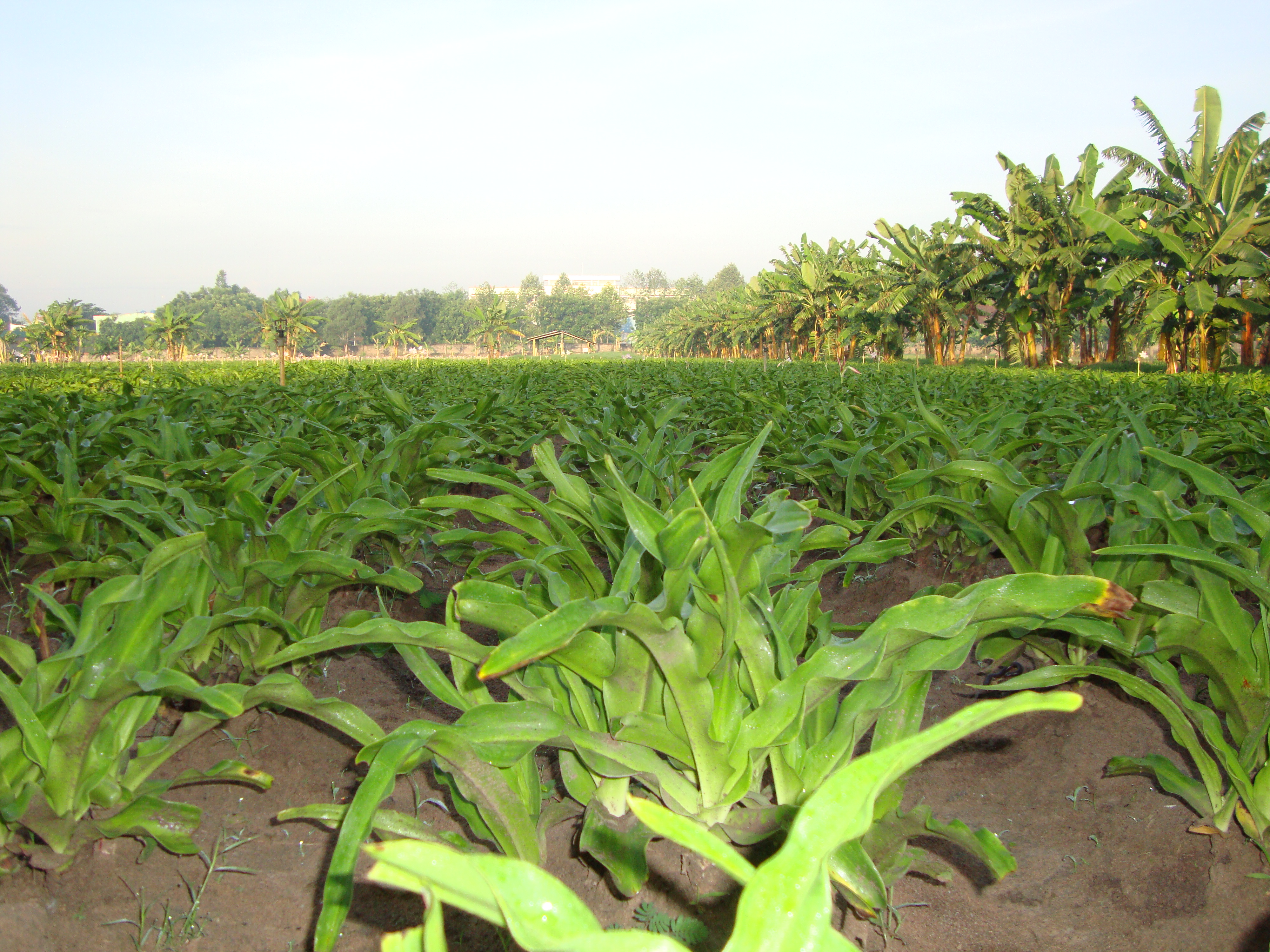 Trinh nữ hoàng cung và nam giới