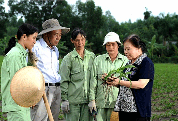 Hiểu thêm về hoạt chất kháng u trong cây trinh nữ hoàng cung