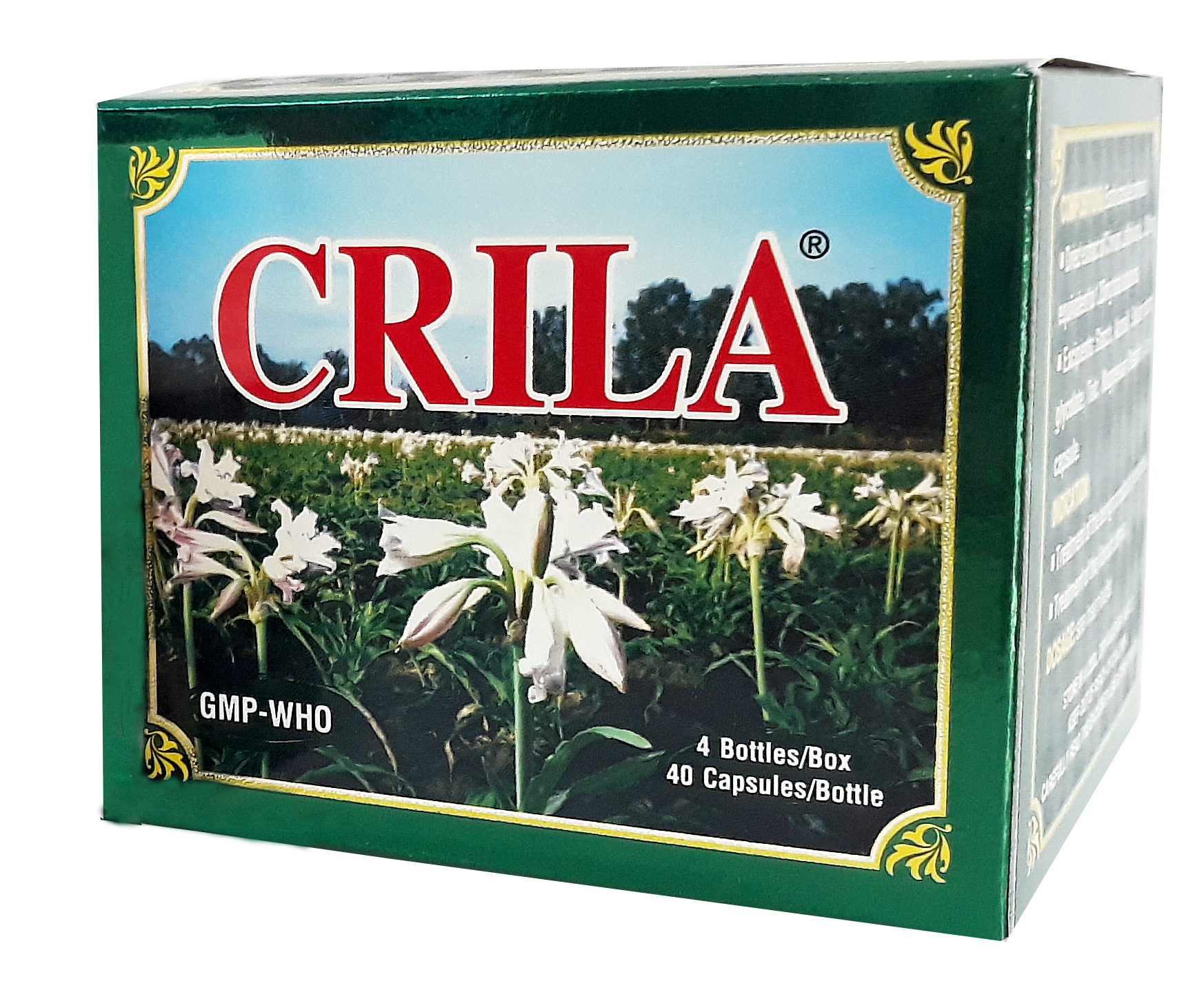 Cây Trinh nữ hoàng cung và viên thuốc Crila