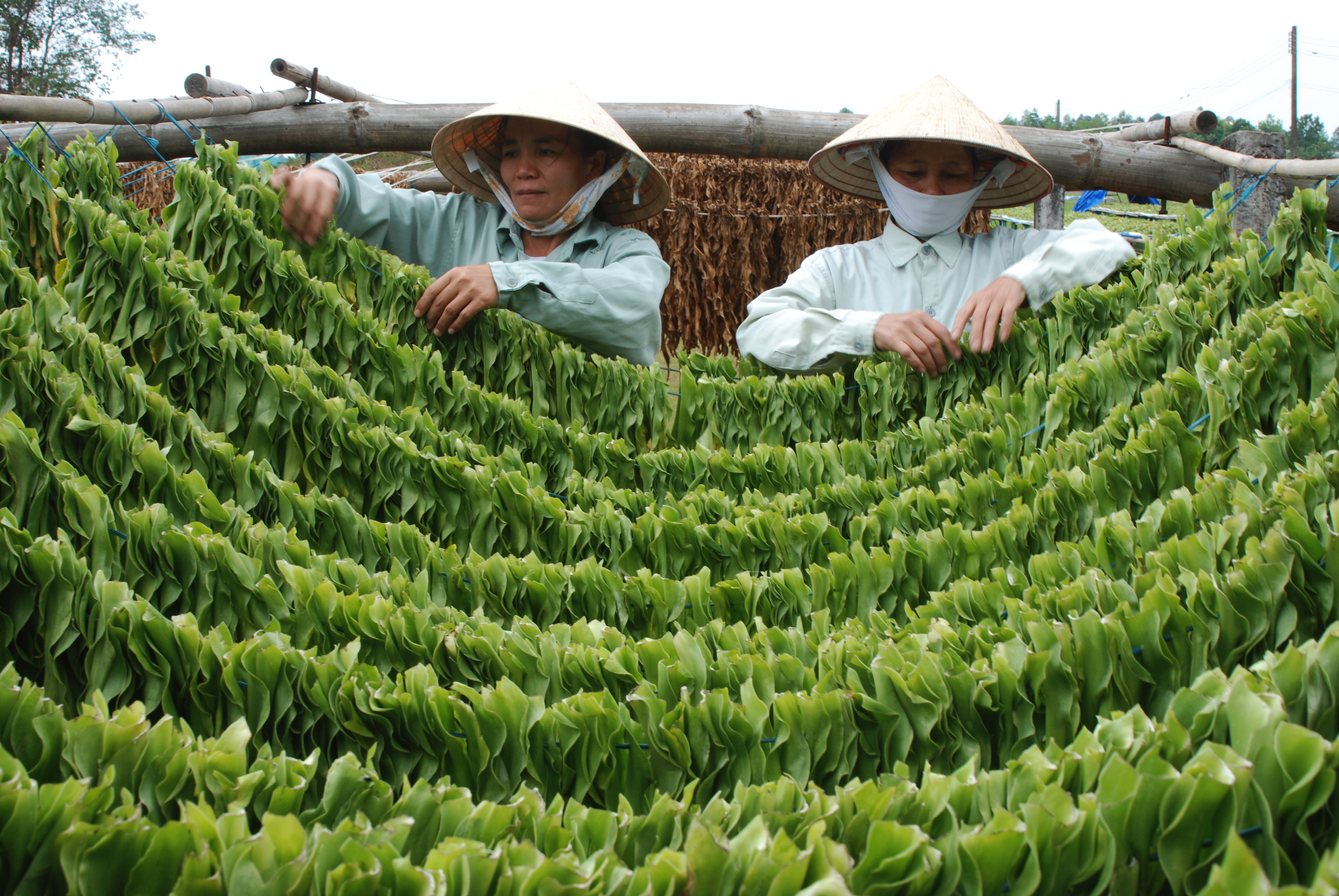 Crila của Thiên Dược được Vinh danh giải thưởng Sao Vàng Đất Việt 2013