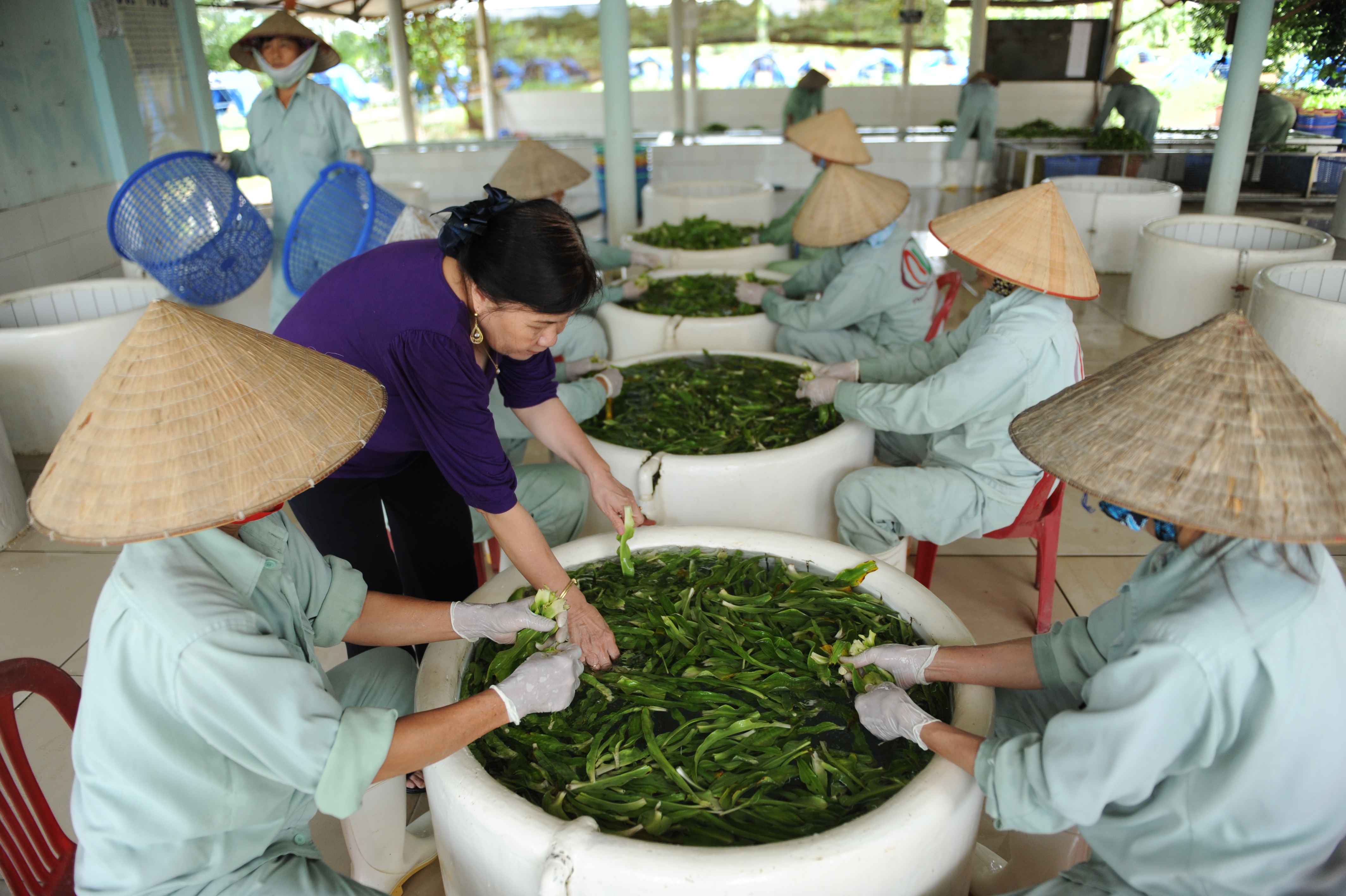 Thuốc Việt hành trình không dễ dàng