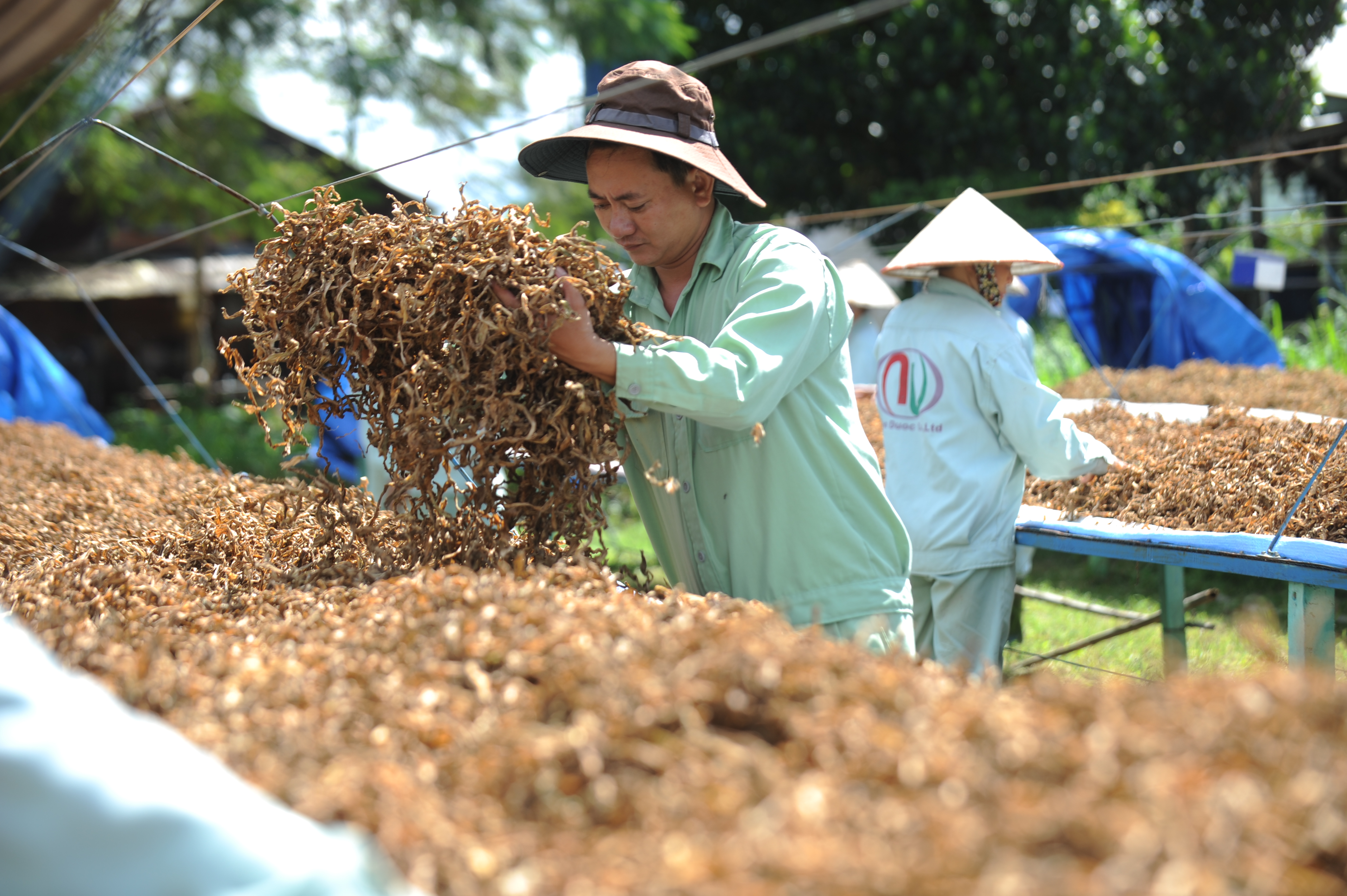 Từ “Trinh nữ hoàng cung” đến Crila
