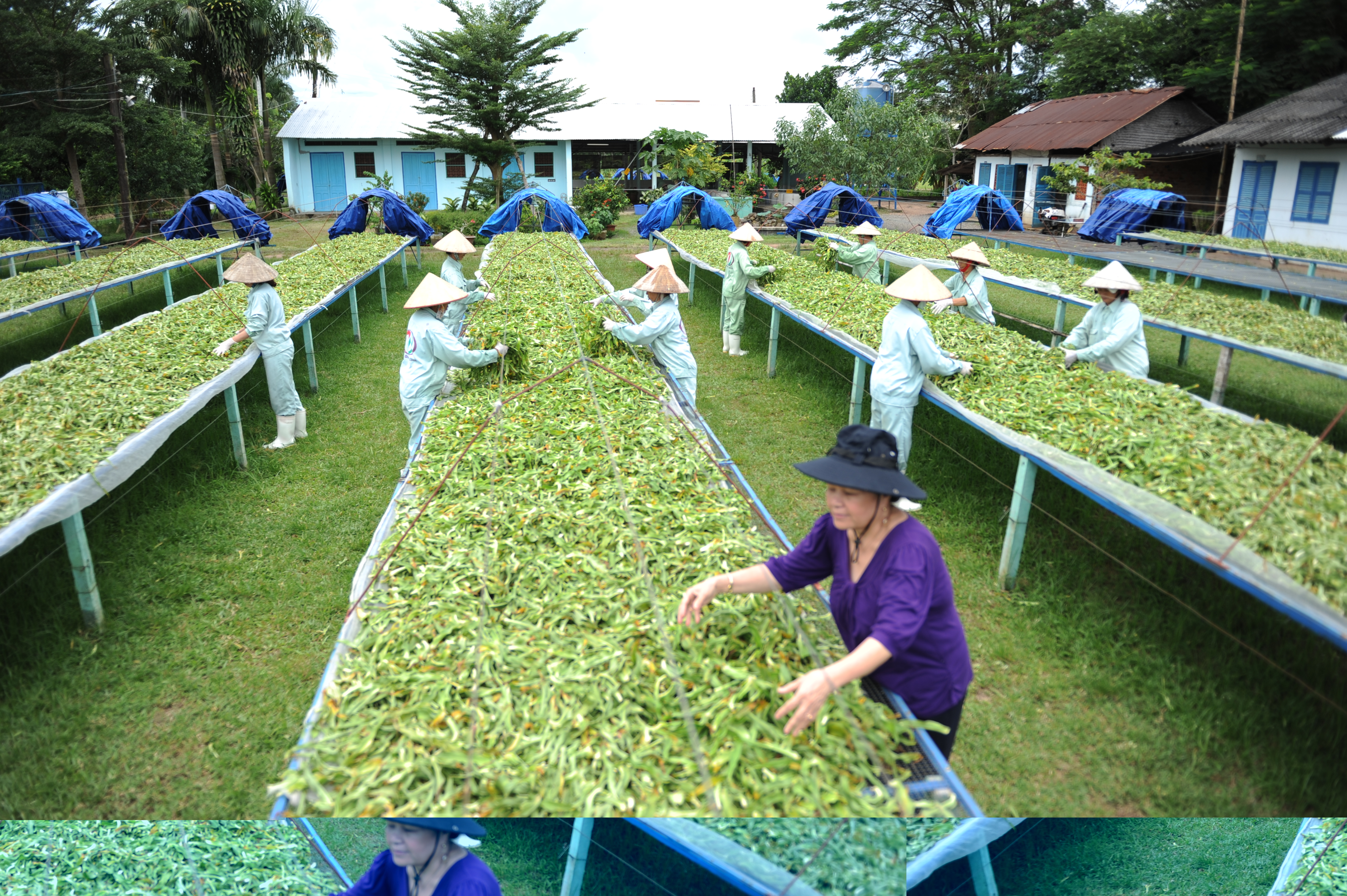 Tiến sĩ Trâm và cuộc “trường chinh” không ngơi nghỉ