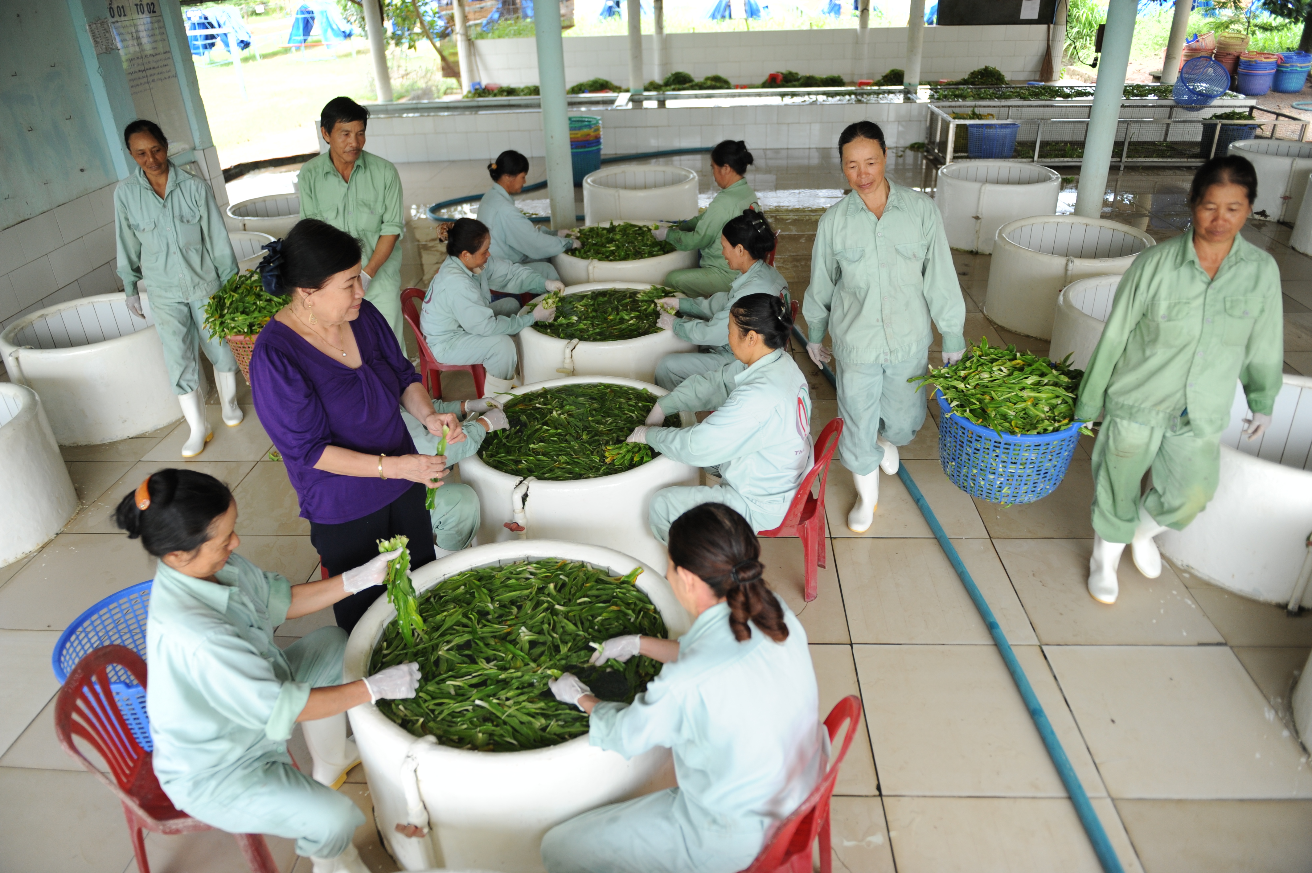 Crila tôn vinh dược sĩ Việt, thảo dược Việt