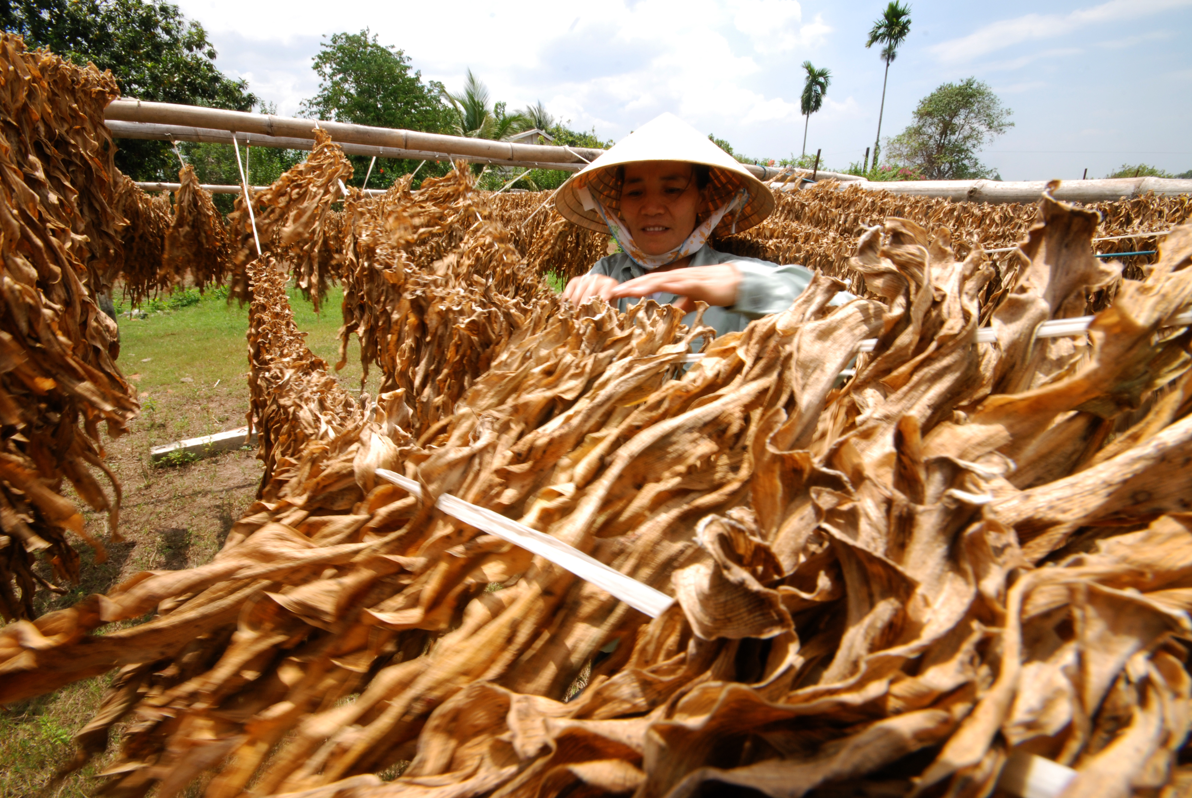 Sử dụng Trinh nữ hoàng cung cẩn thận