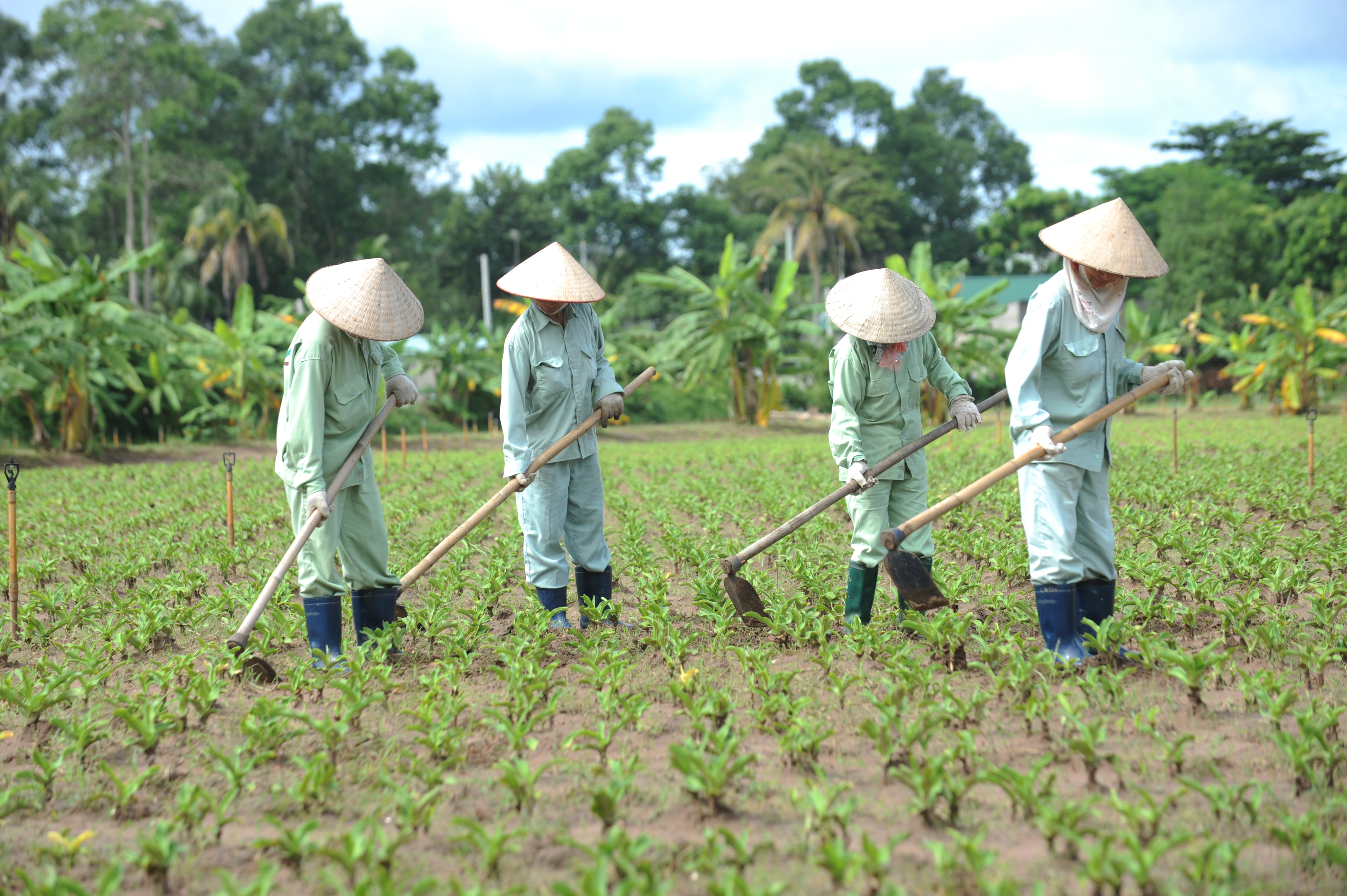 Vùng trồng trinh nữ hoàng cung đạt chuẩn GACP-WHO: Bước tiến mới trong sản xuất dược liệu