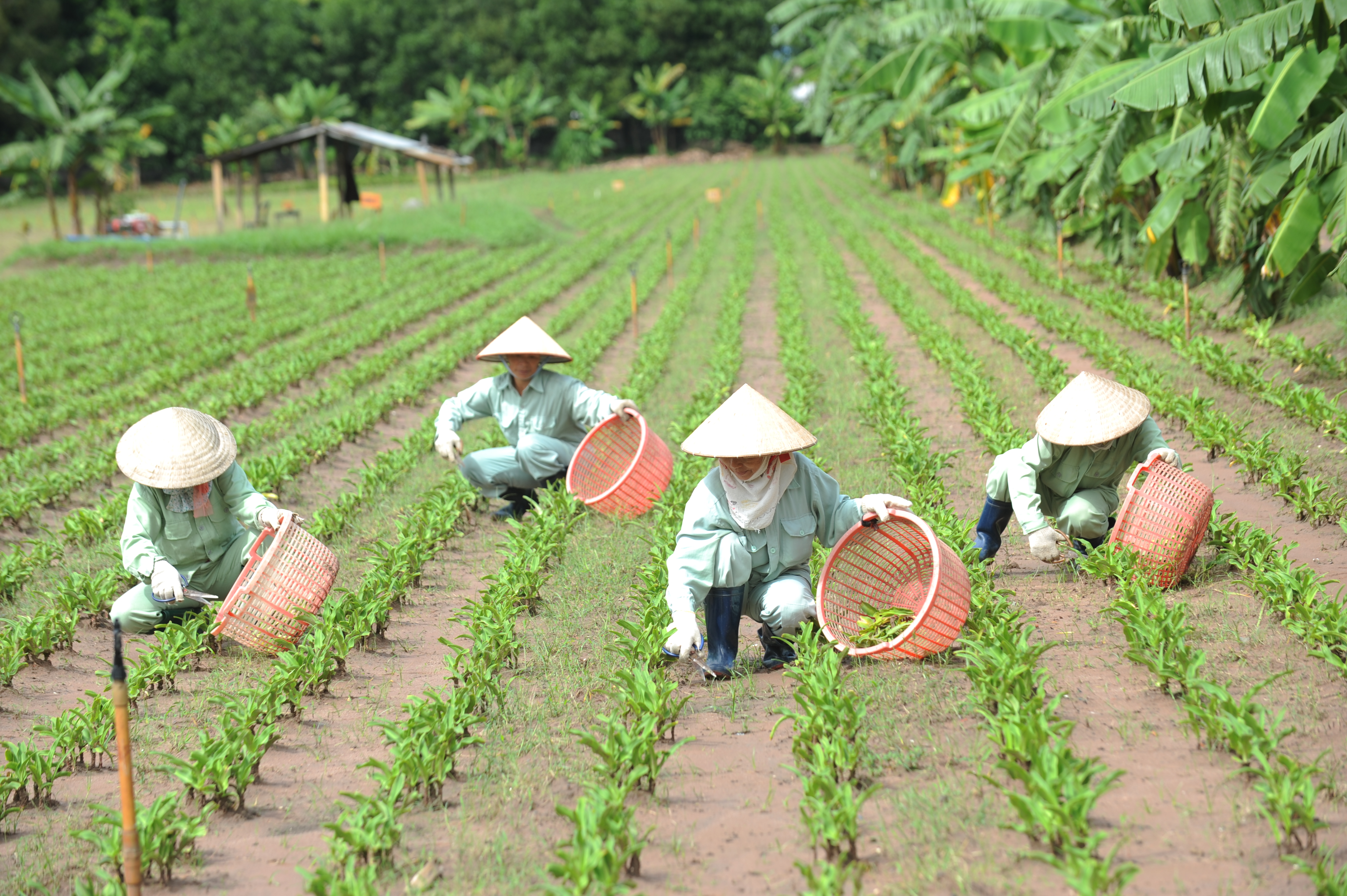Vùng trồng trinh nữ hoàng cung đạt GACP-WHO: Chủ động nguồn nguyên liệu, nâng cao hiệu quả điều trị