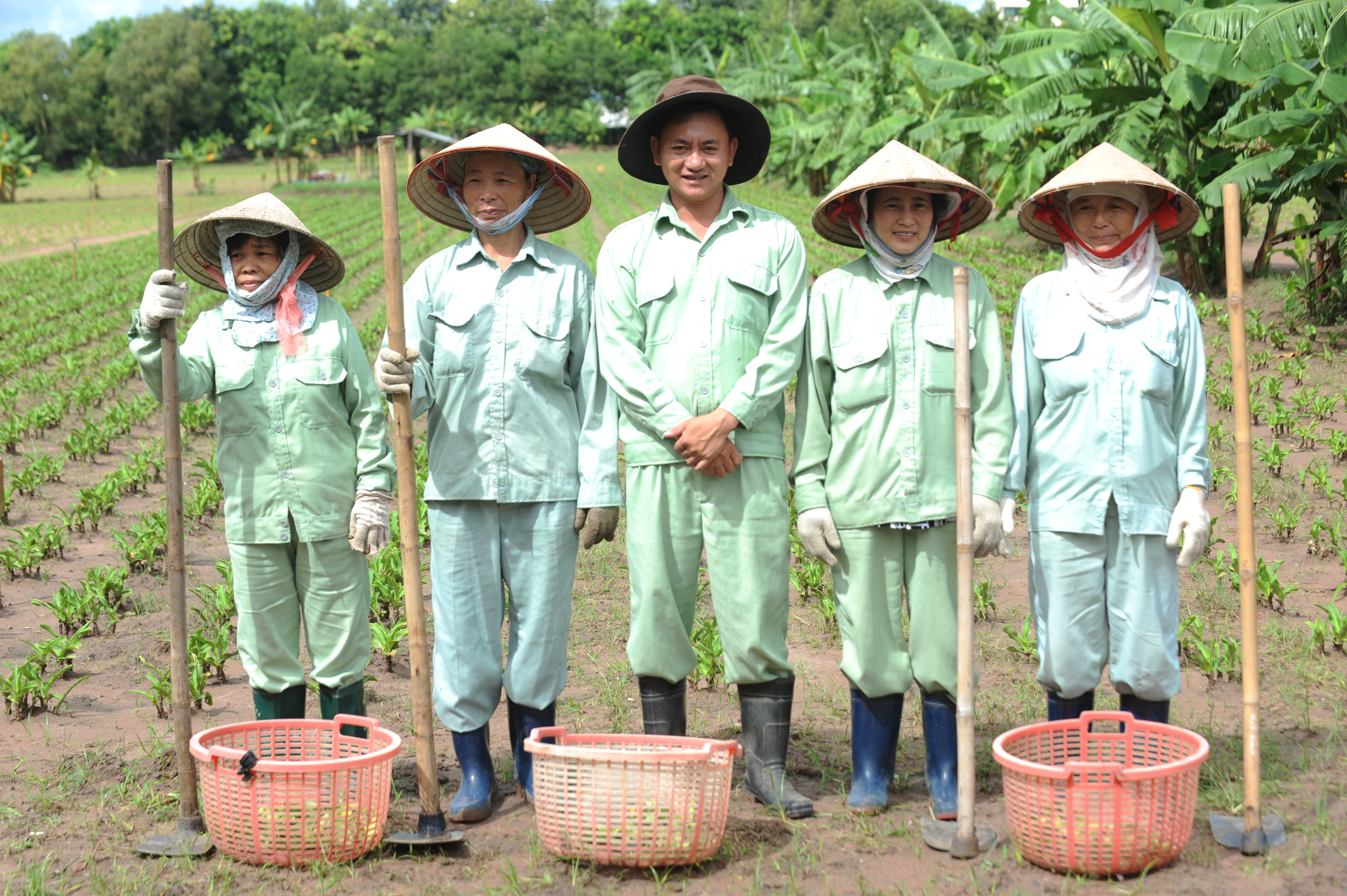 Quản lý dược liệu sạch theo tiêu chí GACP-WHO