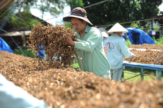 Trinh nữ hoàng cung trên báo Mỹ: Kỳ diệu thảo dược Việt Nam