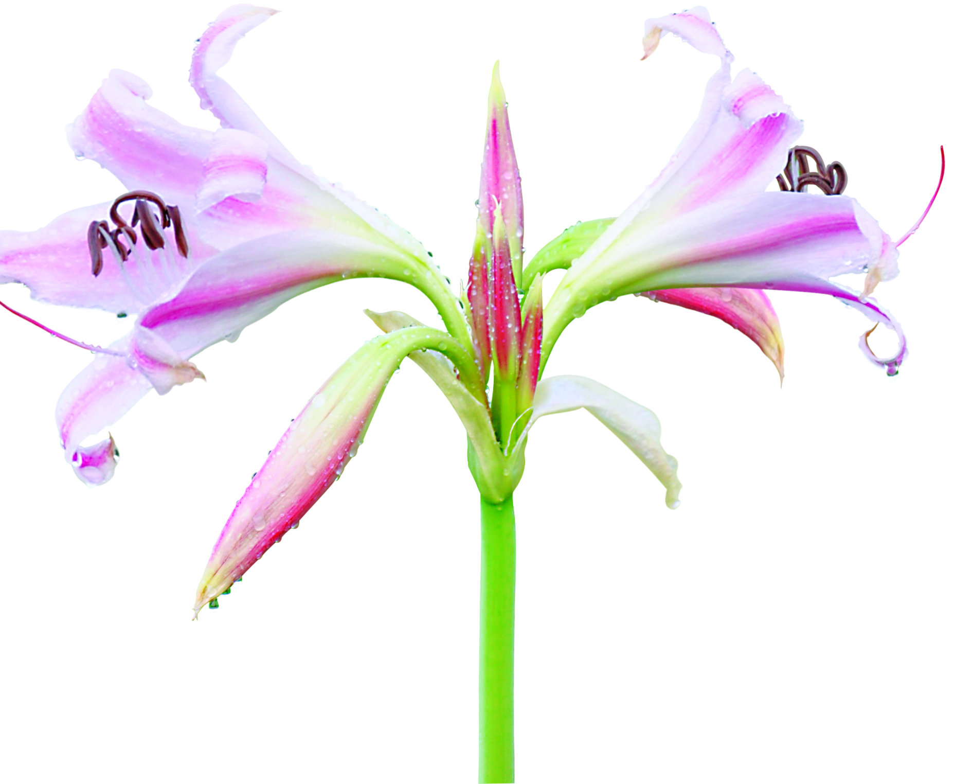 Bất Ngờ Bởi Crila