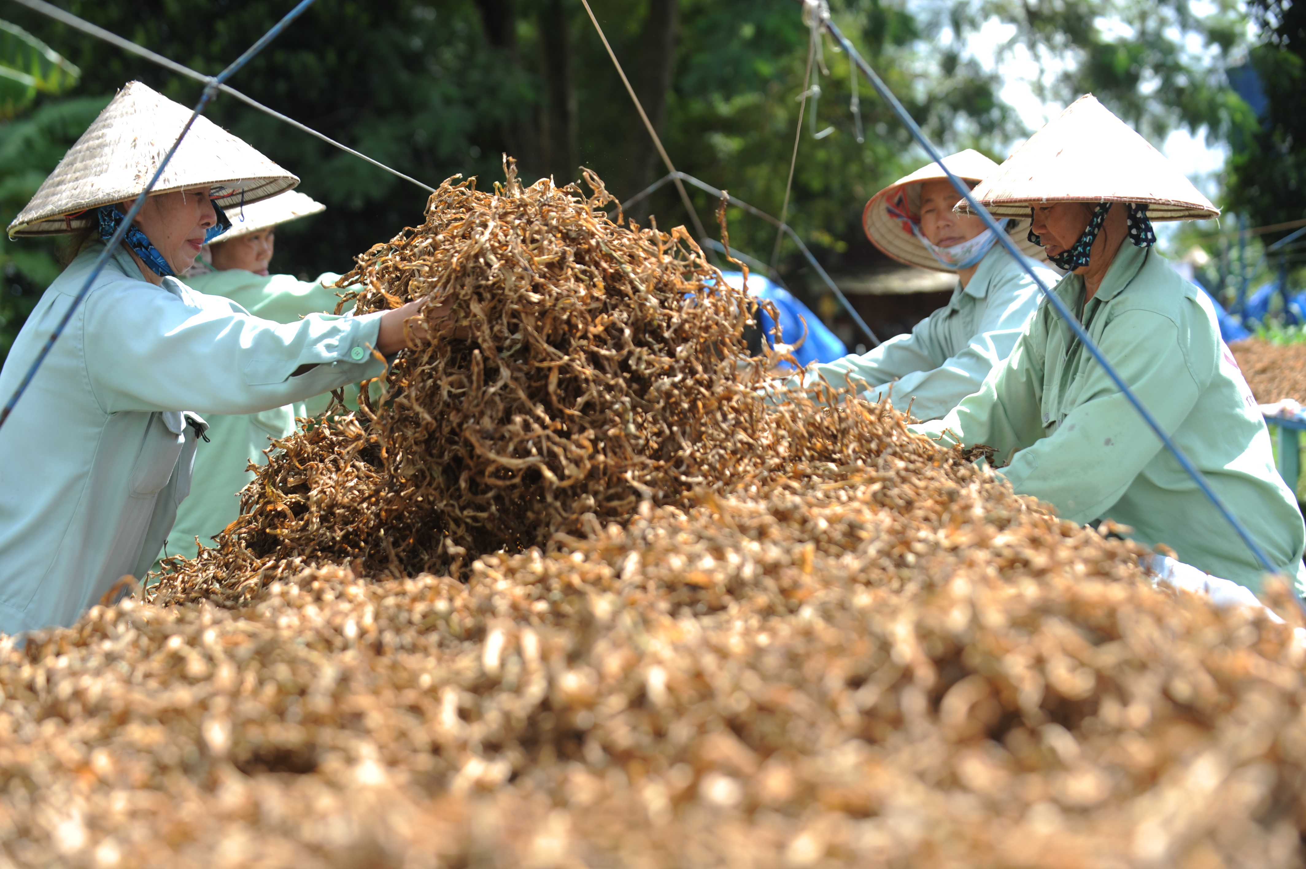 Trinh nữ hoàng cung vẫn còn là ẩn số