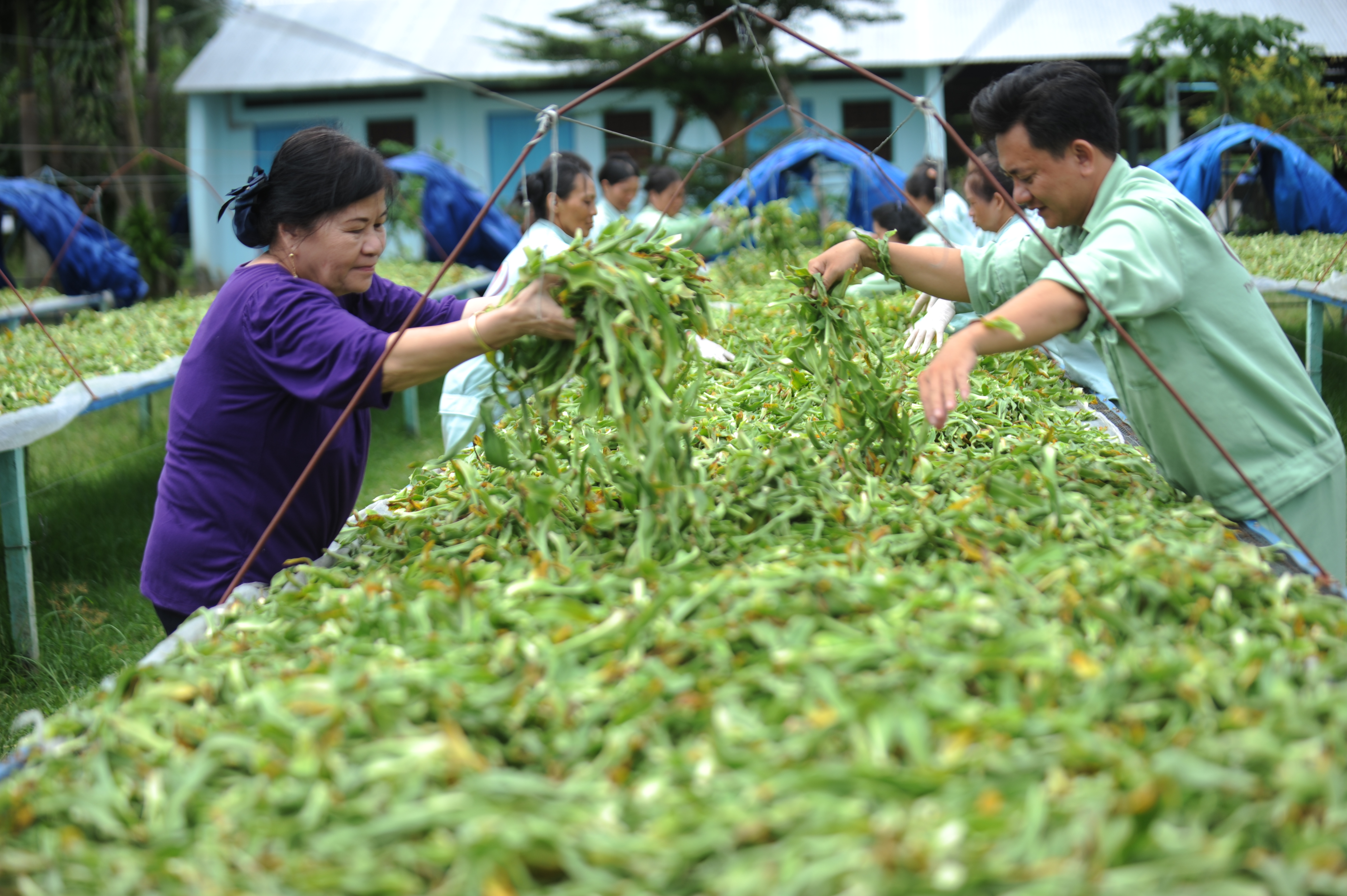 Sẽ có thuốc hỗ trợ điều trị ung thư từ thảo dược ?