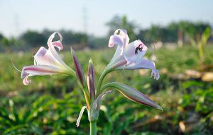 Niềm hy vọng lớn cho bệnh nhân ung thư