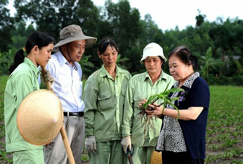 Hiểu thêm về hoạt chất kháng u trong cây trinh nữ hoàng cung
