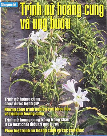 Tác dụng của Trinh nữ hoàng cung đã được khoa học chứng minh – tập 5