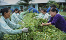 Crila – Trinh nữ hoàng cung thuốc quý từ dược thảo