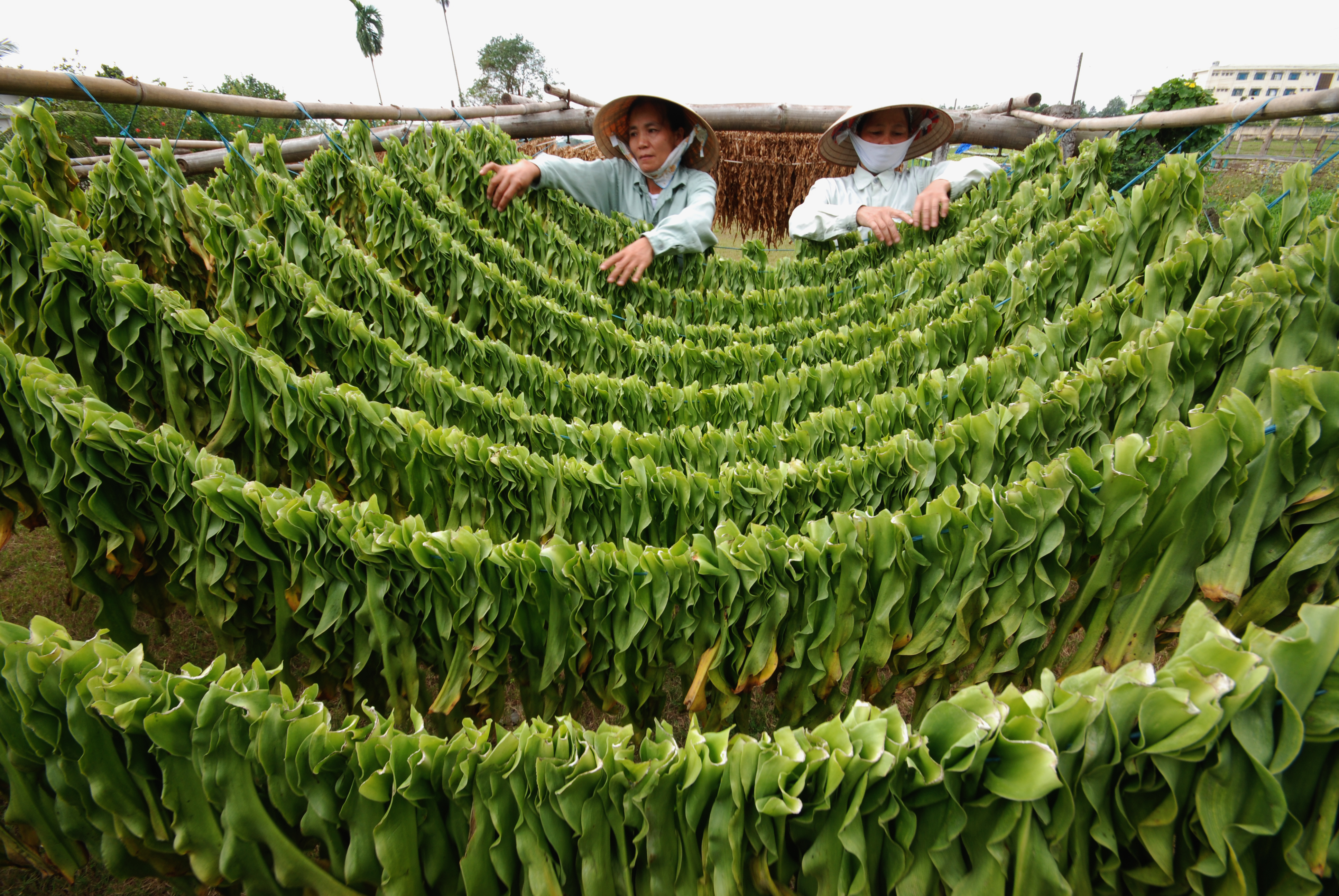 Trinh nữ hoàng cung chế ngự u xơ tử cung