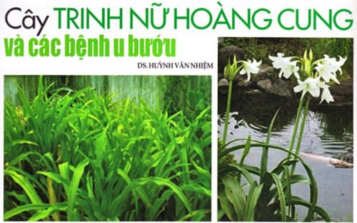 Cây trinh nữ hoàng cung và các bệnh u bướu